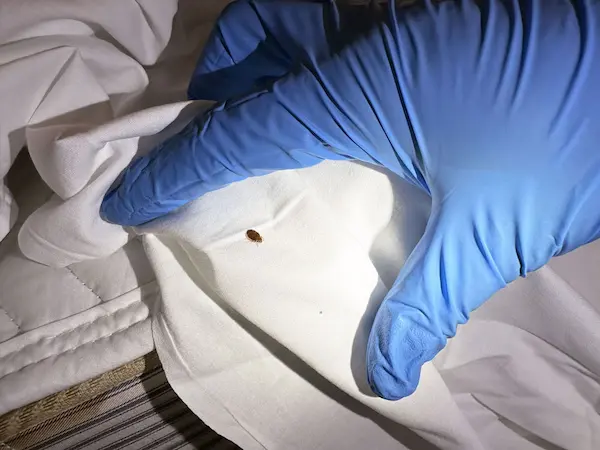 駆除完了後のチェック１