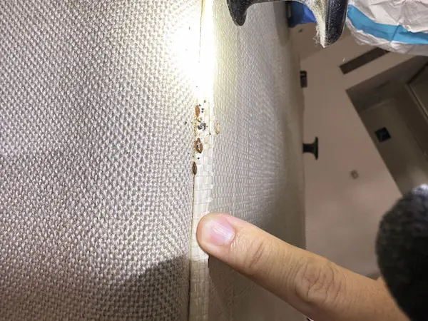 害虫の痕跡調査１