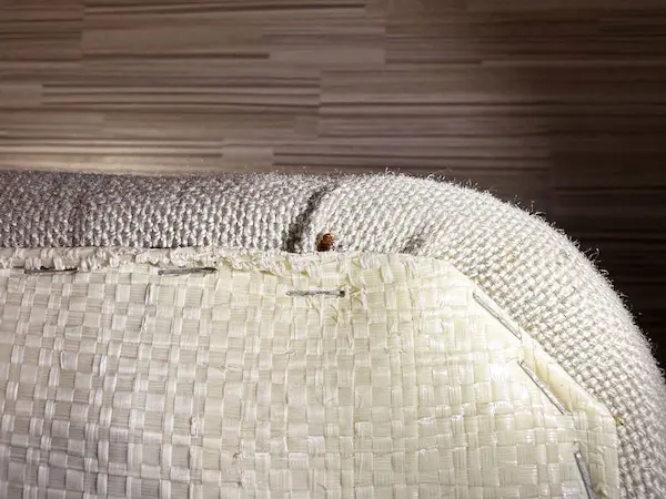 害虫の痕跡調査２