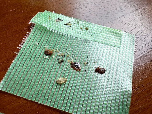 害虫の痕跡調査３