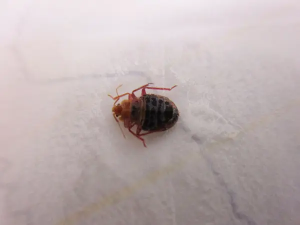 害虫の痕跡調査５